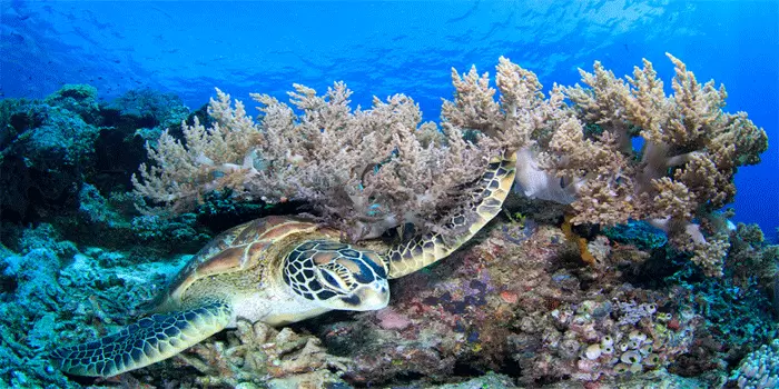 Surga Bawa Laut Raja Ampat, Keindahannya Menghipnotis Mata