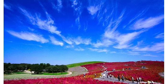 Hitachi Seaside Park - Wisata Taman Bunga Jepang Tanpa Batas