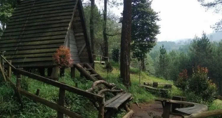 Hutan Pinus Surga Tersembunyi Di Tengah Kota Pesona Bandung