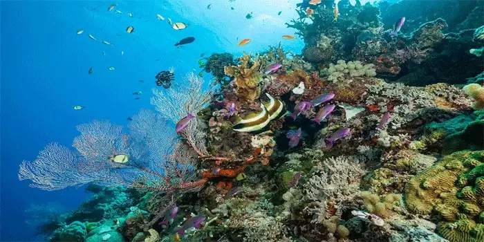 Jelajahi Keindahan Surga Bawa Laut Great Barrier Reef