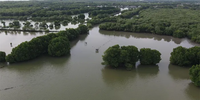 Pantai Muara Gembong Menikmati Pesona Alam Di Balik Hutan Bakau