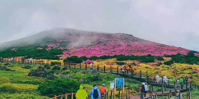 Taman Nasional Hallasan – Destinasi Wisata Alam Terbaik Di Jeju