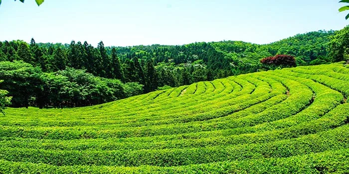 Daehan Dawon – Menikmati Segarnya Wisata Kebun Teh
