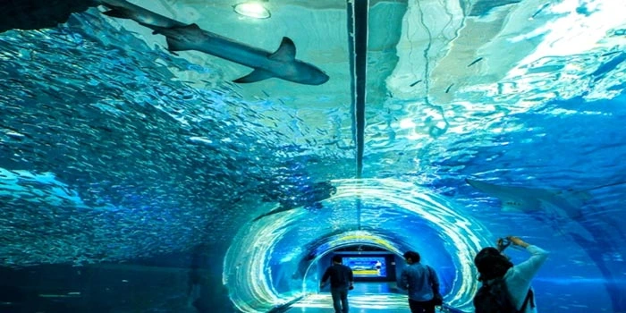Destinasi Wisata Aquarium Yang Menyenangkan Di Korea Selatan