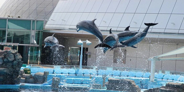 Akuarium Nagoya – Wisata Aquarium Yang Indah Dan Megah