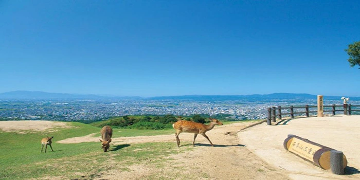 Gunung Wakakusa – Nikmati Pemandangan Kota Yang Indah
