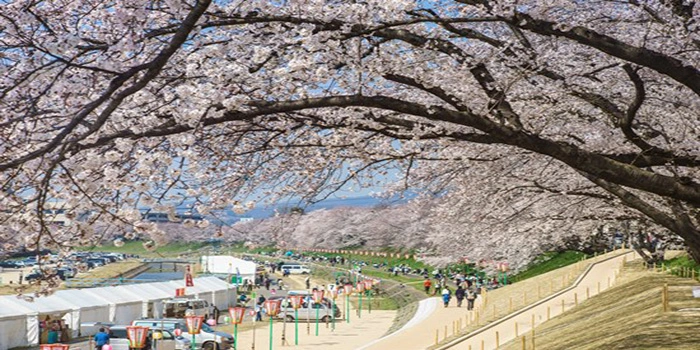 Asahigawa Sakura Okayama – Wisata Kawasan Sungai Asahi  
