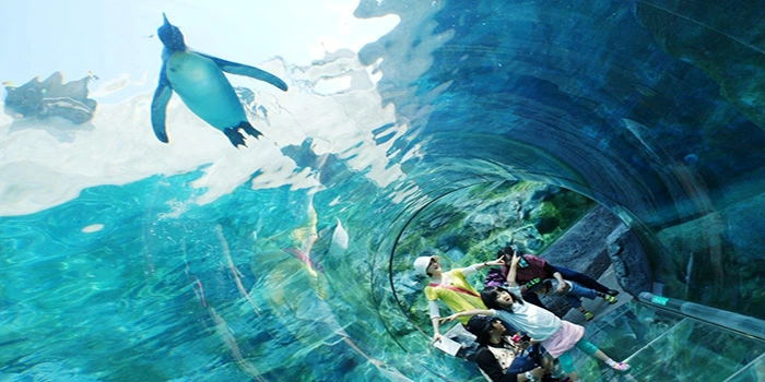 Asahiyama Dobutsuen – Kebun Binatang Terkenal Di Hokkaido