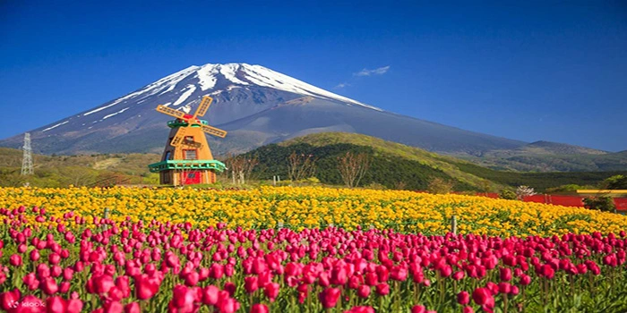 Fuji Flower Village Grinpa – Wisata Taman Bunga Yang Estetik