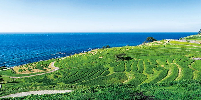 Shiroyone Senmaida – Wisata Dengan Pemandangan Yang Sejuk