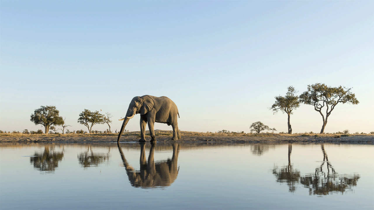 Chobe: Permata Botswana, Surga Gajah yang Memukau Hati