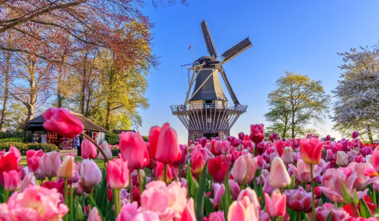 Taman Keukenhof Surga Bunga Tulip Terbesar di Dunia