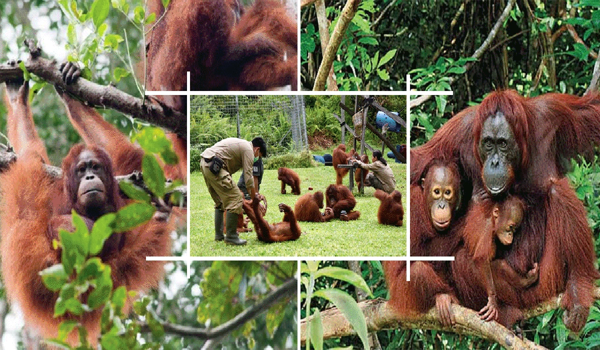 Taman Nasional Tanjung Puting: Menyapa Orangutan di Jantung Kalimantan