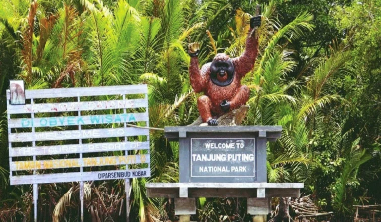 Taman Nasional Tanjung Puting: Menyapa Orangutan di Jantung Kalimantan