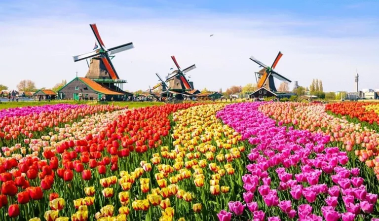 Keukenhof, Taman Bunga Terindah Dunia Dengan Pesona Tulip Memukau