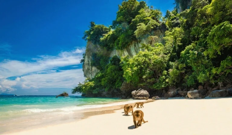 Monkey Beach Thailand, Keindahan Alam Dan Keriangan Para Monyet Di Surga Tropis Phi Phi
