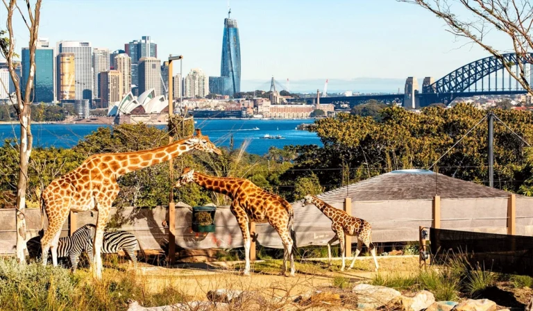 Taronga Zoo Sydney, Surga Satwa Eksotis dan Edukasi Alam
