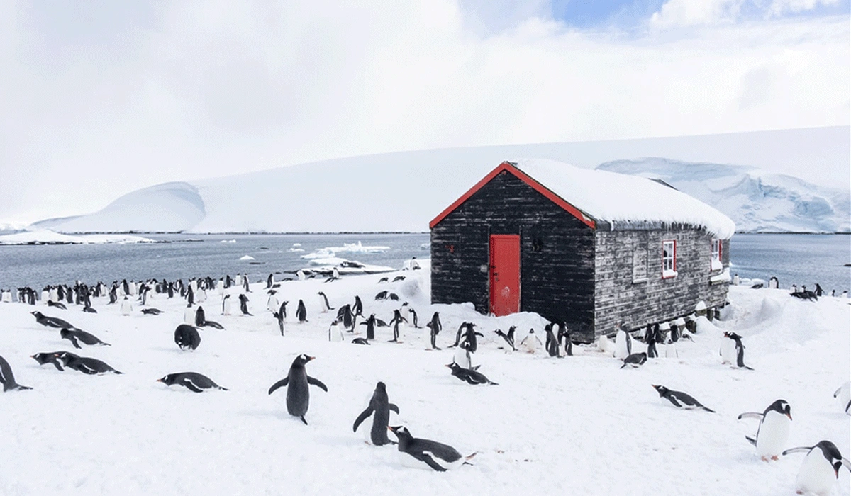 Menjelajah Wisata Unik Antartika Yang Tak Terlupakan Di Penguin Post Office