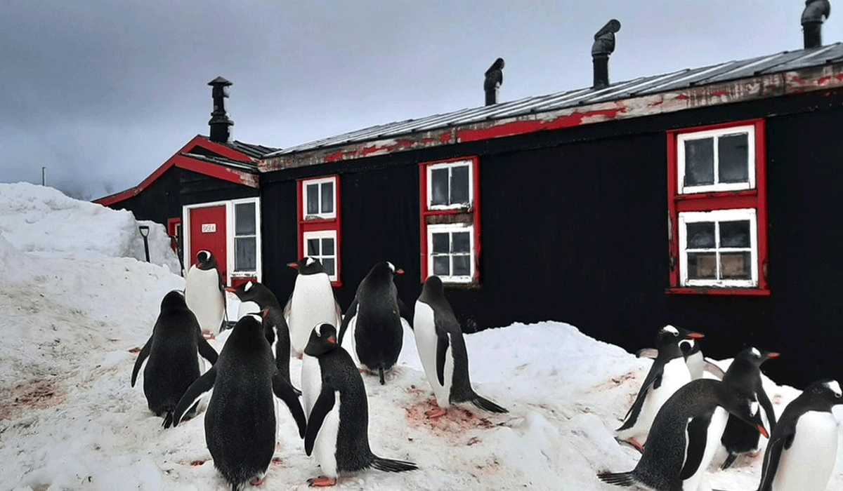 Menjelajah Wisata Unik Antartika Yang Tak Terlupakan Di Penguin Post Office